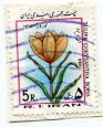 نقش گل لاله کوهی