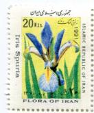 تصویر زنبق نمک زار 