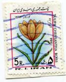 نقش گل لاله کوهی